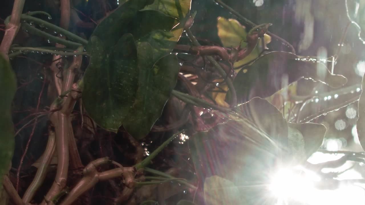 lluvia tropical de verano en la selva amazónica, clima típico brasileño