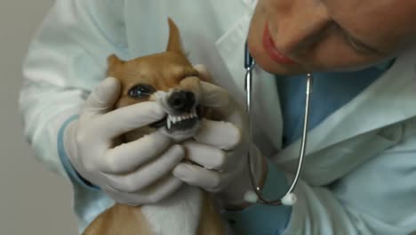 veterinario examinando a un perro pequeño en su oficina