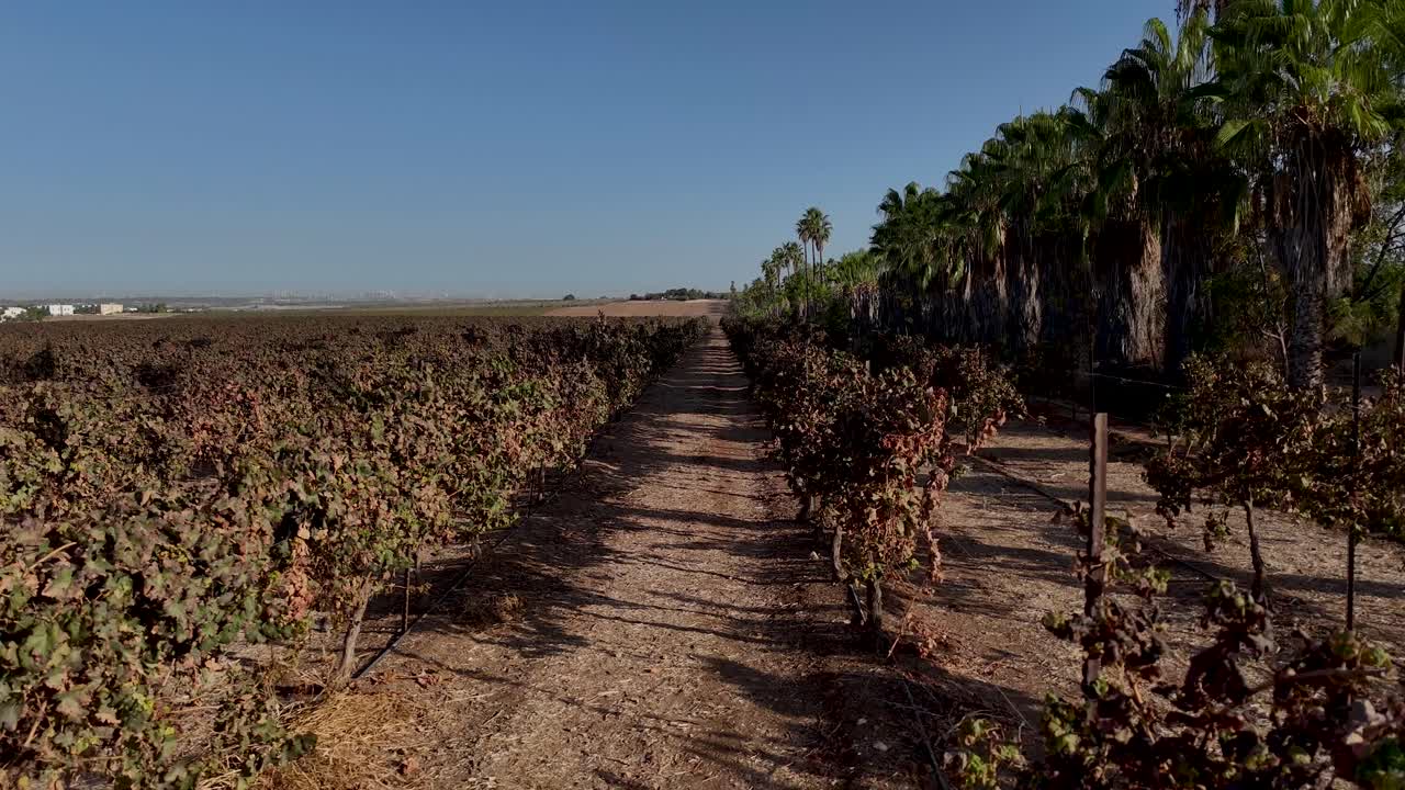 High resolution aerial drone 4K video of vineyards during a summer day in central Israel close to Hulda
