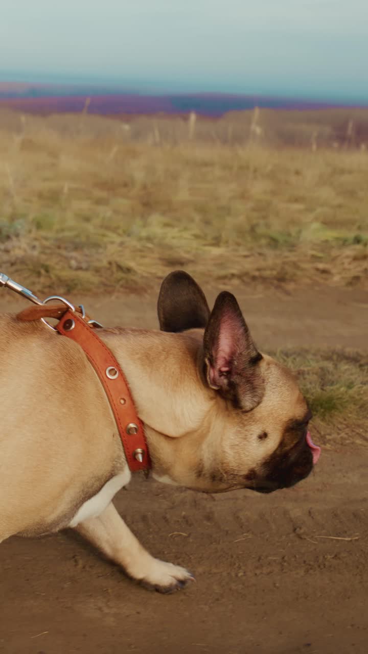 A Loyal Companion: A French Bulldog Enjoying a Scenic Stroll in Nature's Bounty, Captured in Two Frames Showing the Pooch's Glorious Journey Across the Beautiful Outdoor Landscape
