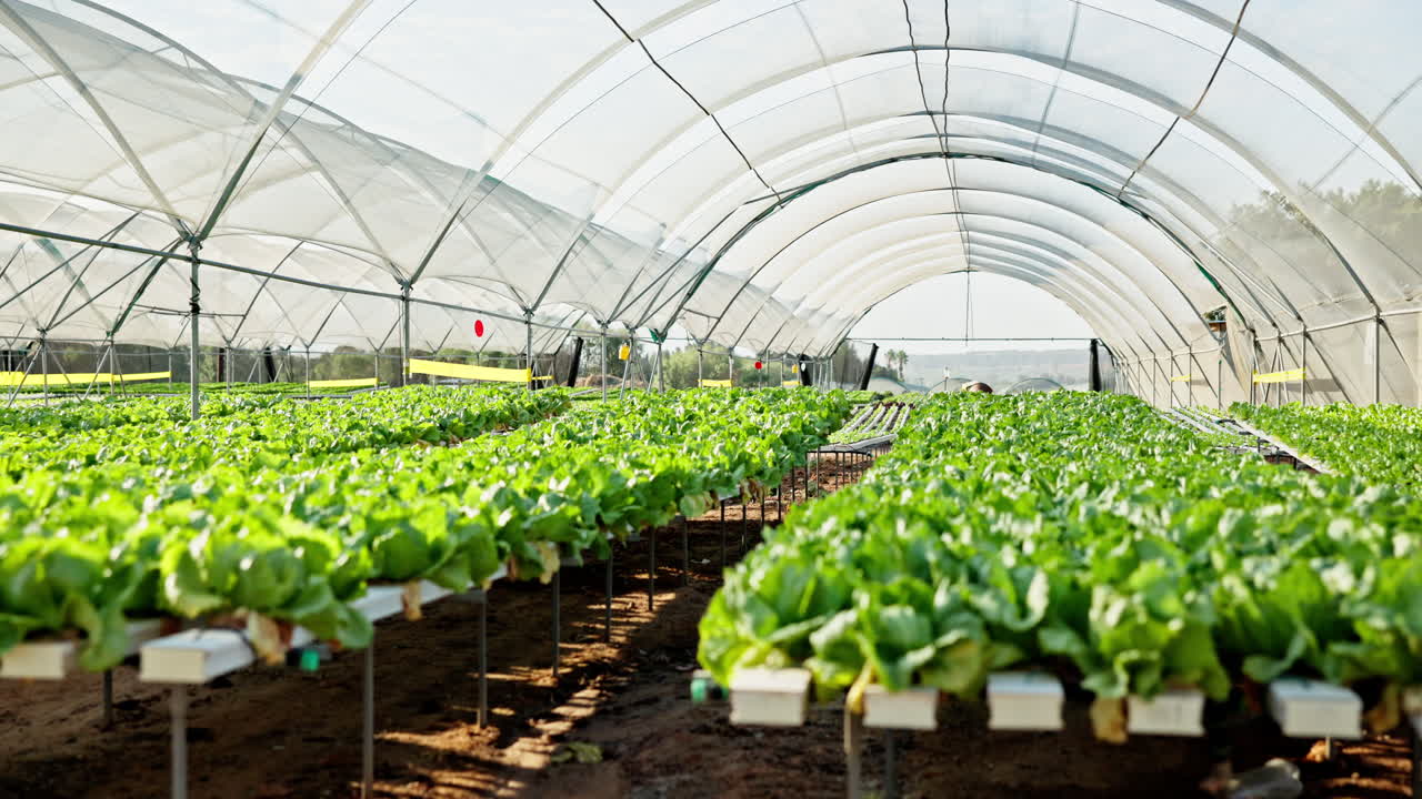 Hydroponic Lettuce Farm in a Greenhouse