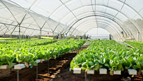 hydroponic lettuce farm in a greenhouse
