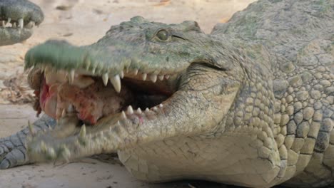 hungry crocodile with meat in jaws