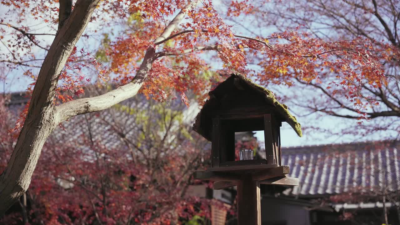A wooden birdhouse surrounded by Japanese maple trees, on a temple site in Kyoto, Japan