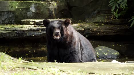 Black-Bear-sunbathes-in-water-at-zoo,-sunlight-shimmers-on-mossy-rocks