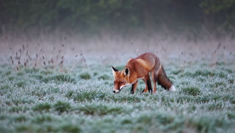 red fox in a misty morning field