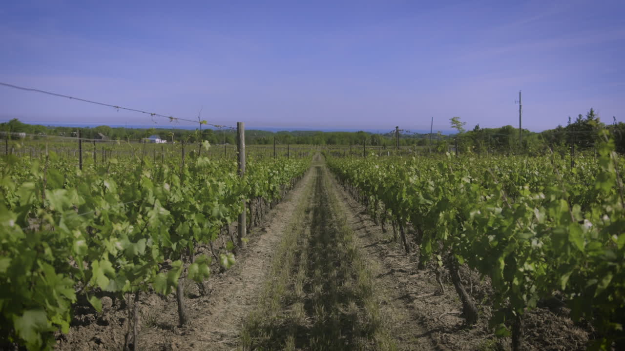 Filari di viti sotto il sole estivo.