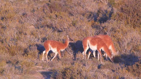 Drone-Following-a-Herd-of-Guanaco-as-they-feed-in-the-scrubland-in-golden-light-making-their-fur-look-amazing