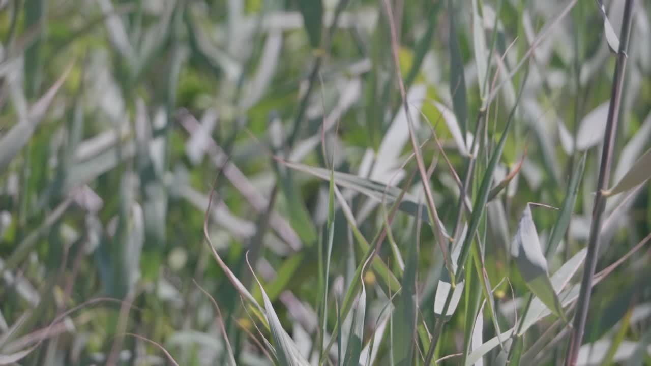 Soft breezes sway the Highland hay on a gentle summer day