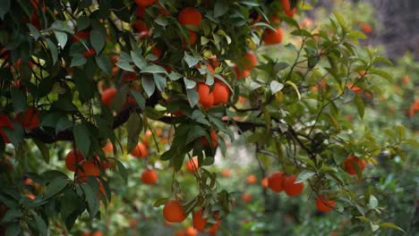 dark green tree with many bright oranges growing on it