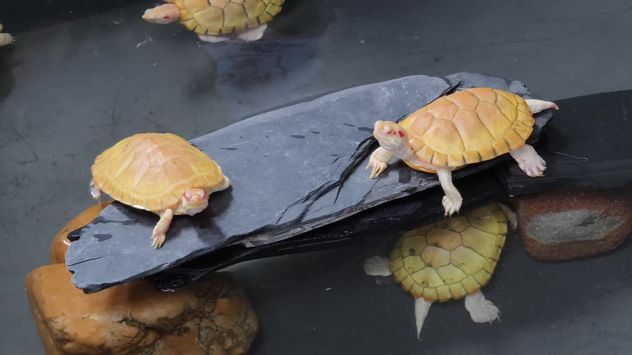 желтые черепахи на скалах в воде