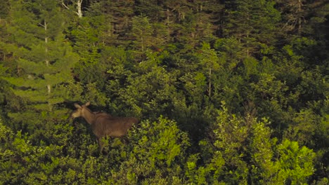 Female-moose-walks-along-shoreline-in-dense-wilderness