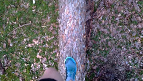 balancing and walking on a fallen tree, first person point of view on blue running shoes, grass covered ground