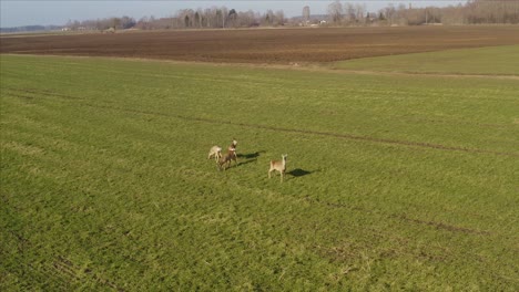 Roe-deer-walking-on-green-agricultural-field