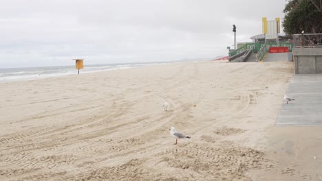 sandy beach australia gold coast city, australian coastline seagull birds