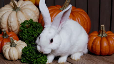 white rabbit eating parsley with pumpkins