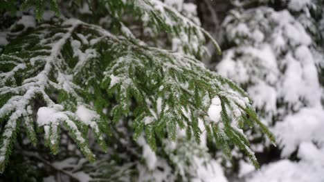 green branches of a coniferous tree in a forest covered with snow