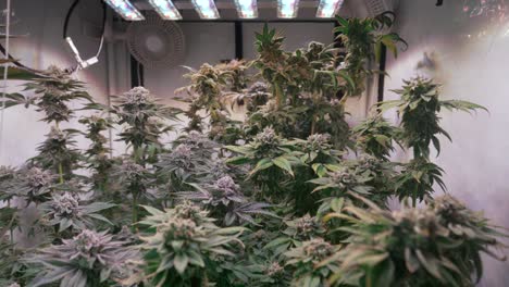 shot of a cannabis plants growing in a grow tent during flowering stage