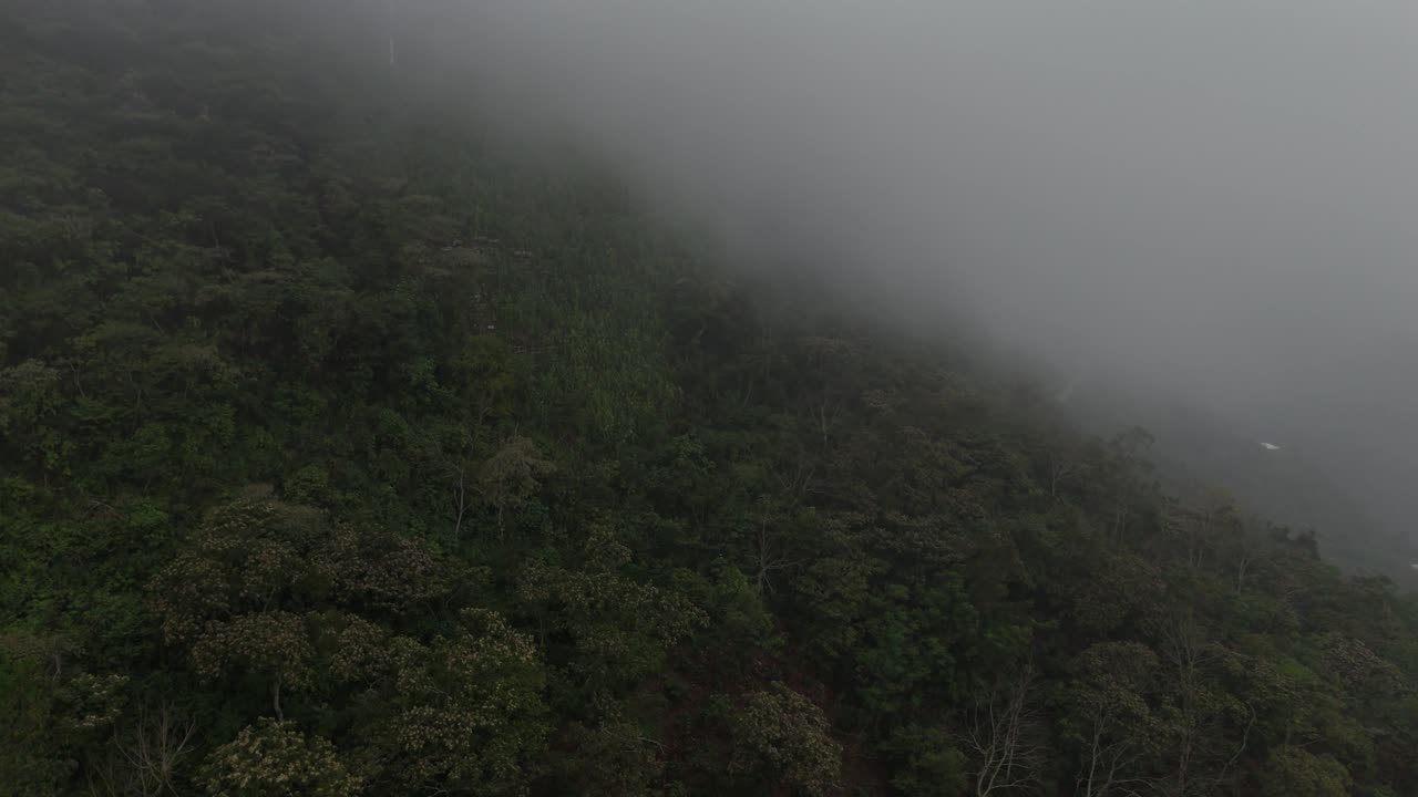 vista aérea de un bosque con una hermosa niebla