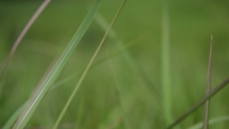 Una-Hierba-Perenne-Originaria-De-Asia-Tropical-Y-Subtropical-Y-También-Introducida-En-Varios-Países