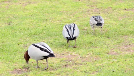 two ducks foraging on grassy field