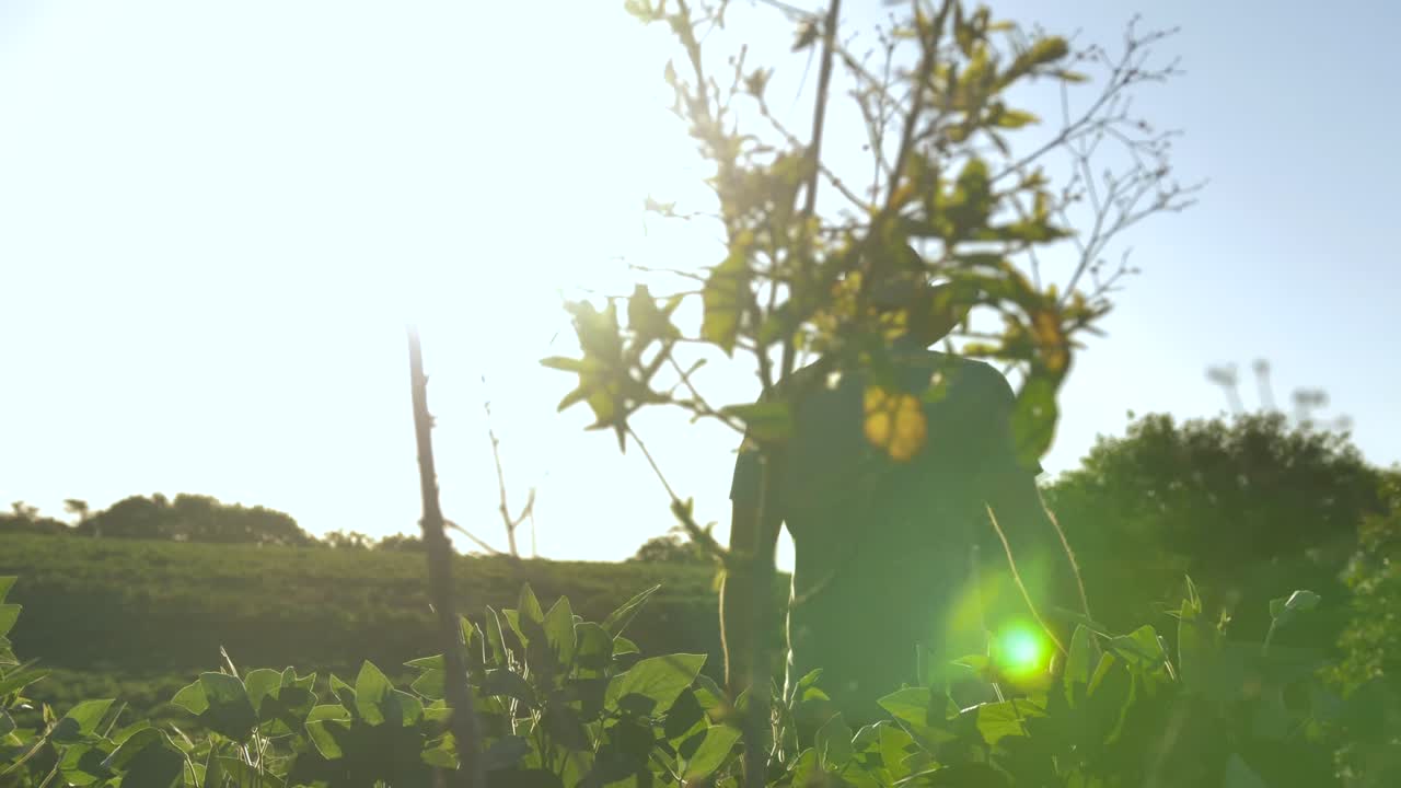 productor rural de soja entrando en la plantación de soja en un día soleado - campo de brasil