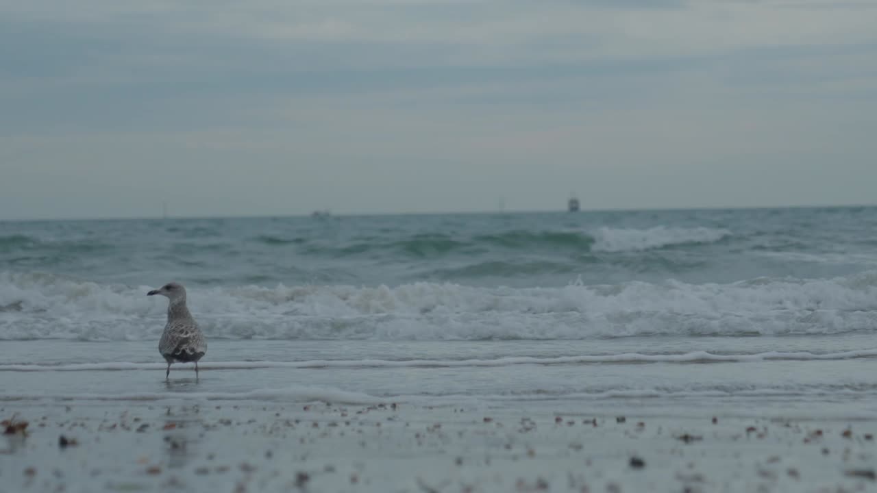 해파리는 바다의 파도 속에서  ⁇ 고 있습니다.