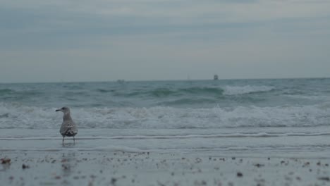 seagull walks about in the ocean waves