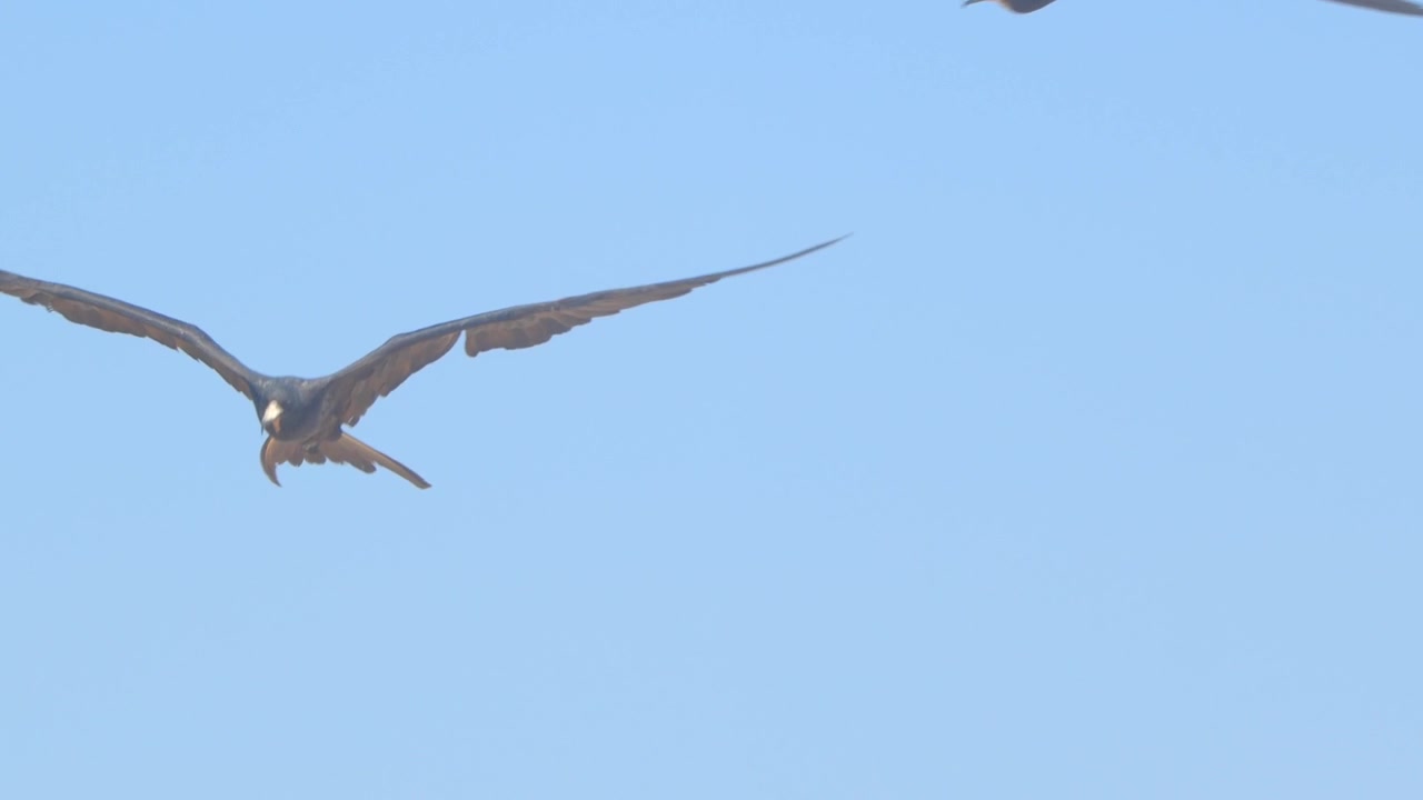 Fregata che sbatte le ali al rallentatore sotto il cielo blu di Piura, Perù