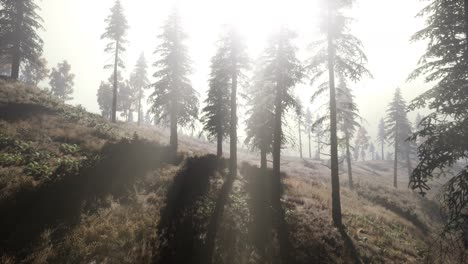 Ruhiger,-Launischer-Wald-Im-Nebligen-Nebel-Am-Morgen