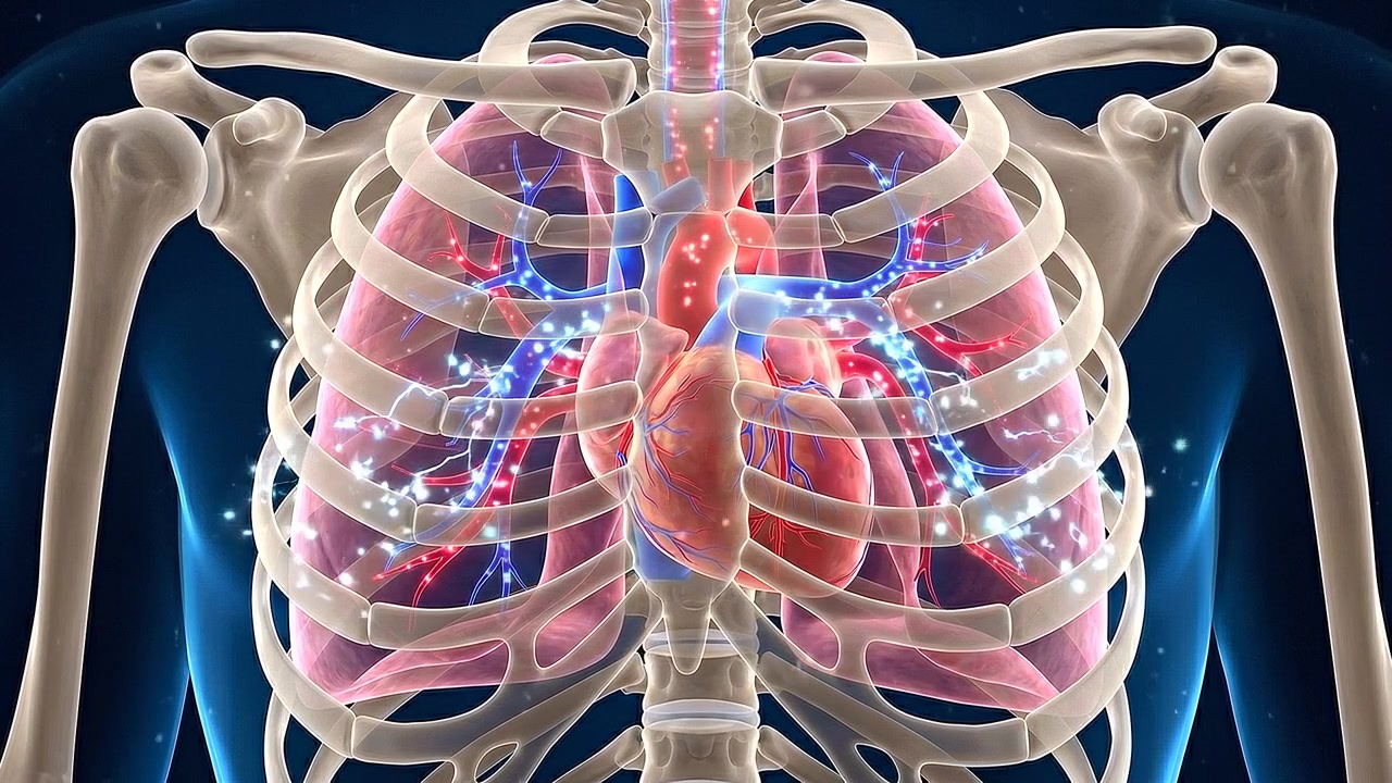 Cuore umano posizionato all'interno di una gabbia toracica trasparente e rete vascolare
