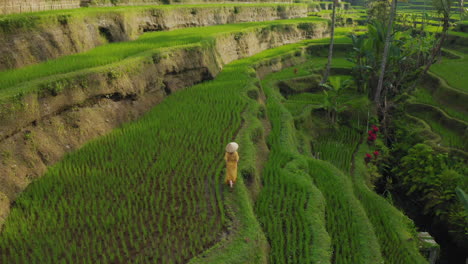 vista aérea mujer en un campo de arroz caminando en una exuberante terraza de arroz verde explorando el paisaje cultural drone volando a través de bali indonesia descubre asia