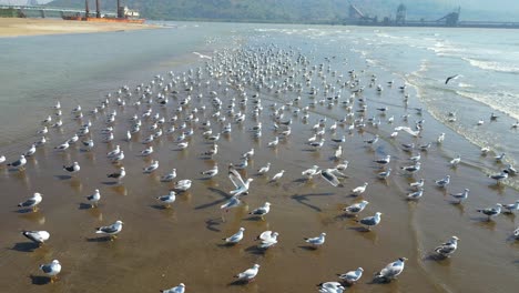 Pájaros-Volando-En-Un-Río-Primer-Plano-Vista-De-Pájaro