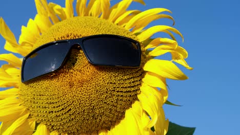 sunflower flower in sunglasses sunglasses on a yellow sunflower head in a us sunflower sunflower flower in sunglasses sunglasses on a yellow sunflower head in a us sunflower field