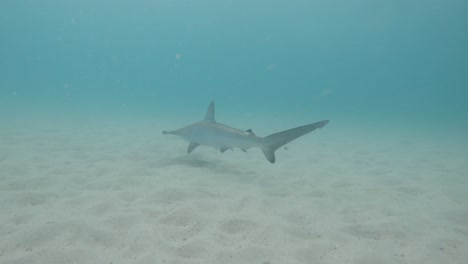 close-up underwater view of a hammerhead shark hunting above the sandy ocean floor