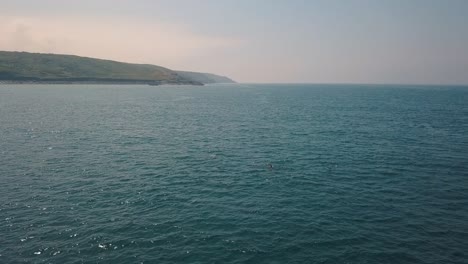 Aerial:-pod-of-dolphins-breaching-and-swimming-in-Cornwall,-UK