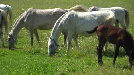 lipizzan 馬匹在綠色草原上放牧