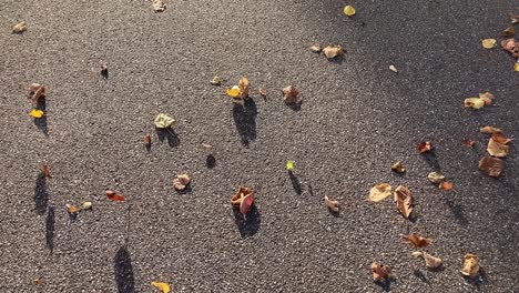 Wind-Weht-Und-Rollt-Herbstblätter-Auf-Asphaltstraße,-Zeitlupe