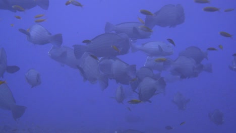 imágenes ampliadas de un banco de muchos peces loro cabeza de bum