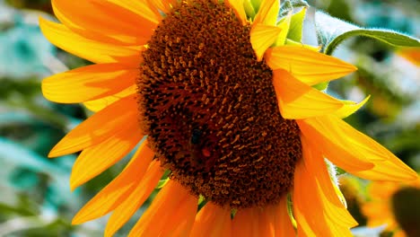 Eine-Biene-Auf-Einer-Sonnenblumenblüte