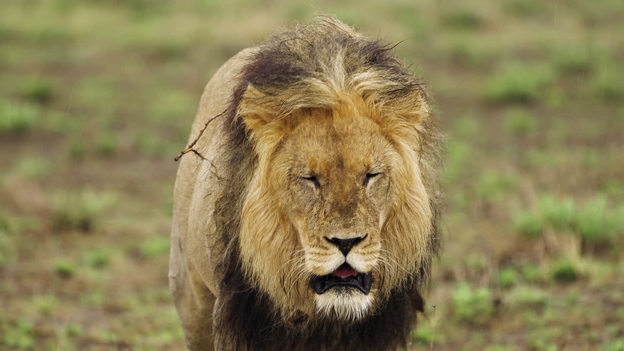 An Adult Male Lion Walking On Green Grass In Central Kalahari Game Reserve,  Botswana - Close Up Free Stock Video Footage Download Clips