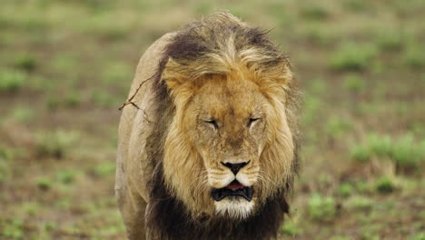 Un-León-Macho-Adulto-Caminando-Sobre-Hierba-Verde-En-La-Reserva-De-Caza-Central-De-Kalahari,-Botswana---Cerrar