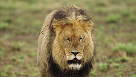 un león macho adulto caminando sobre hierba verde en la reserva de caza central de kalahari, botswana - cerrar