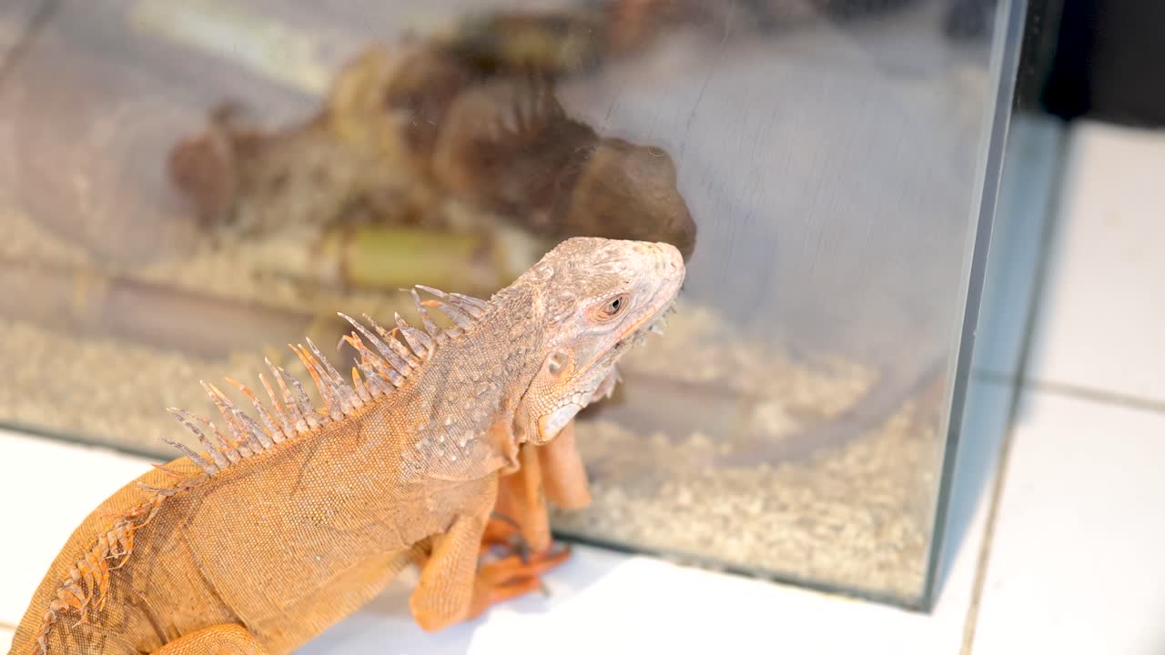 A golden iguana looks at its reflection in a glass tank, under bright lighting, creating a calm and curious atmosphere