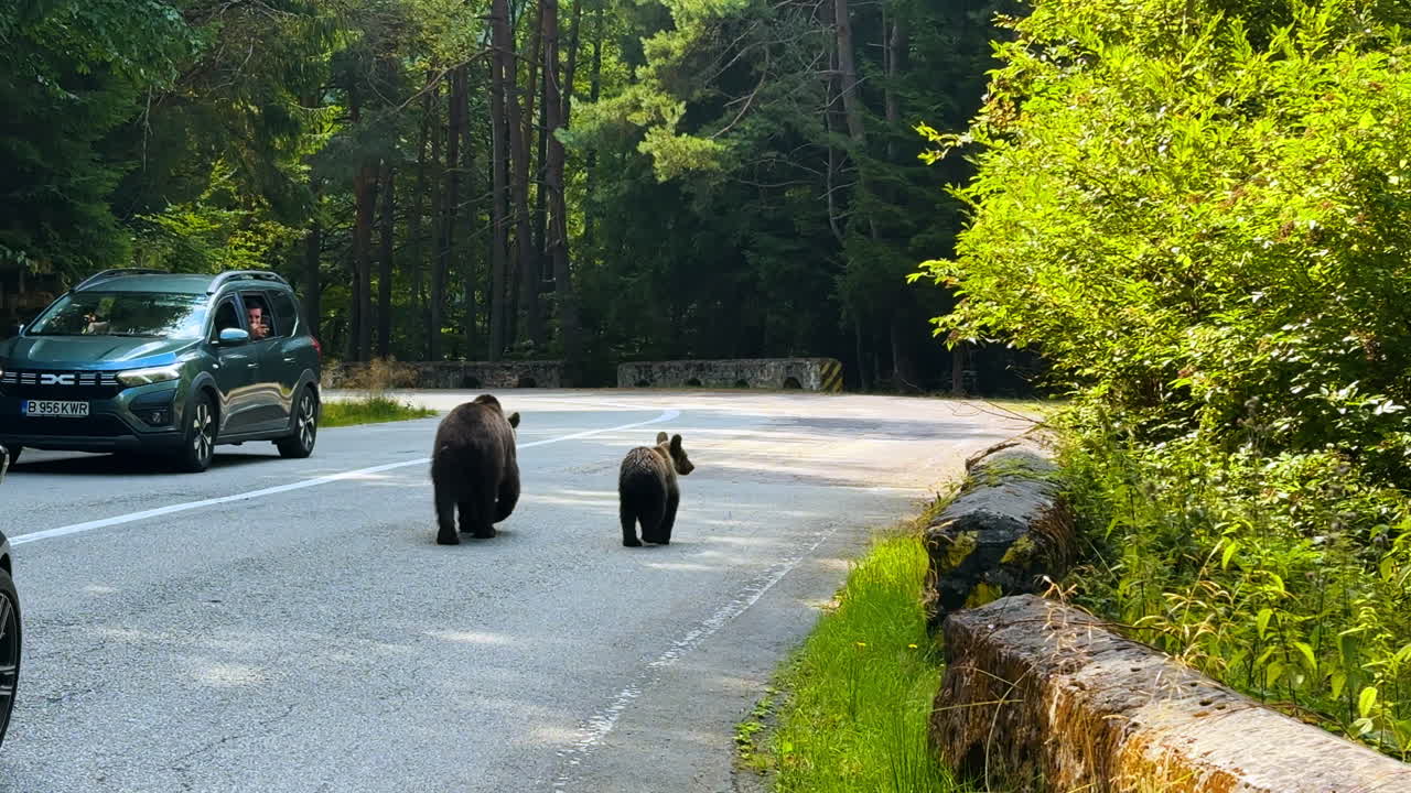 Sibiu, Romania, 17 July 2025:Brown bear with cub walking on Transfagarasan road in Romania. Brown bear with cub walking on Transfagarasan road in Romania