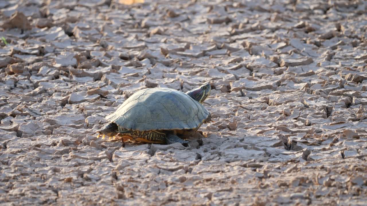 Turtle basks in the hot sun in a dried-up pond