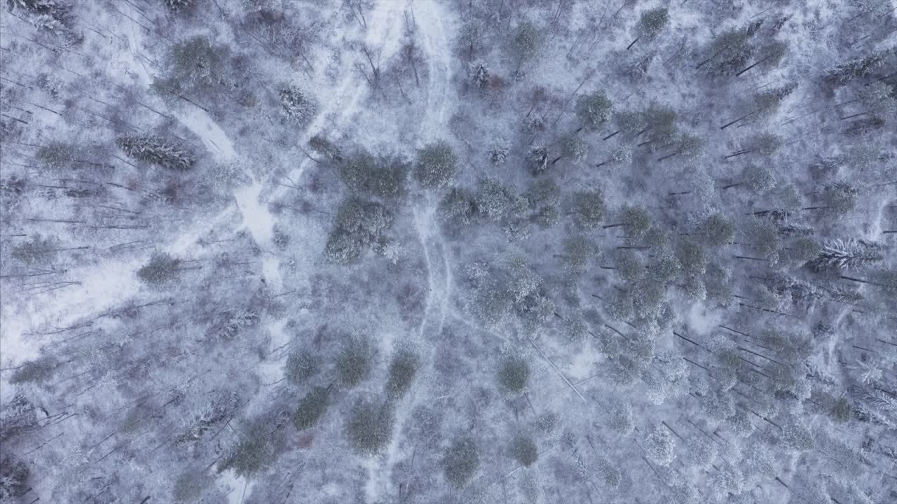 vista a volo d'uccello di una foresta di tundra in inverno