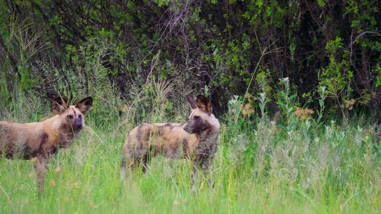 disparo de teleobjetivo panorámico a través de un paquete de perros salvajes africanos en el delta del okavango en botswana