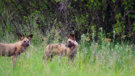 telephoto shot panning across a pack of african wild dogs in the okavango delta in botswana