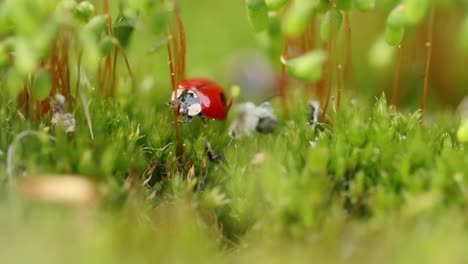 close-up wildlife of a ladybug in the green grass in the forest